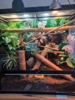 Dag gekko met terrarium., Dieren en Toebehoren, Hagedis, Met terrarium, 0 tot 2 jaar
