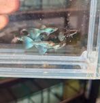 Green moscow Big Ear Guppy 100% Raszuiver Guppen, Vis, Zoetwatervis, Schoolvis