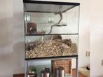 Uniek Terrarium voor Knaagdieren – Volledig Maatwerk, Minder dan 60 cm, Ophalen of Verzenden, Minder dan 75 cm, Nieuw