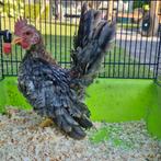 Ayam serama haantje, Dieren en Toebehoren, Pluimvee, Mannelijk, Kip