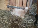 Geitje, Dieren en Toebehoren, Schapen, Geiten en Varkens, Vrouwelijk, Geit, 0 tot 2 jaar