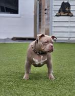 Mooie american bully dekreu's, België, Particulier, Rabiës (hondsdolheid), Reu