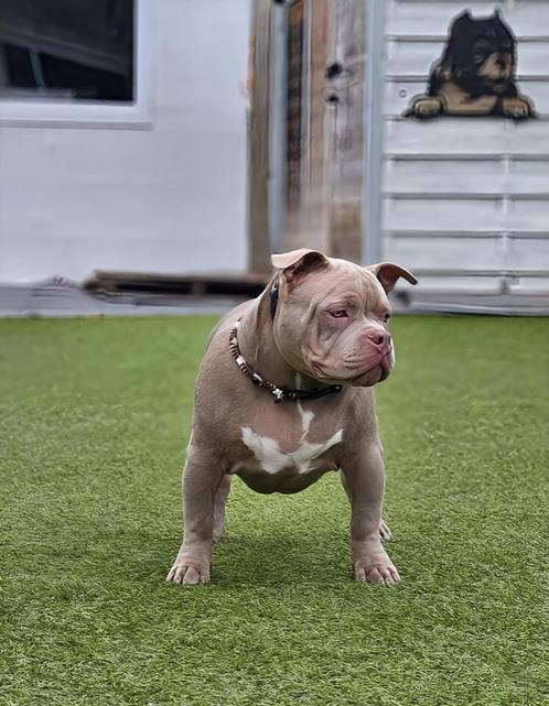 Mooie american bully dekreu's, Dieren en Toebehoren, Honden | Dekreuen, Reu, Particulier, Meerdere, België, 1 tot 2 jaar, CDV (hondenziekte)
