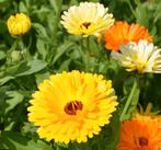 Goudsbloem oranje/ geel tinten - Calendula, Ophalen of Verzenden, Volle zon