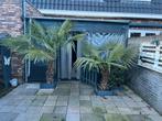 2 prachtige palmbomen (2.20 & 1.70 hoogte), Tuin en Terras, Ophalen, Overige soorten, Volle zon