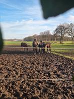 Gezocht: zomerweidegang voor jaarlingen omgeving twente