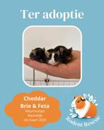 Kleurmuizen mannelijk ter adoptie, Dieren en Toebehoren, Knaagdieren, Maart, Meerdere dieren, Muis