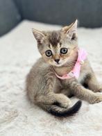 Lief Britse Korthaar Kittens te koop. beetje donkere Golden, Dieren en Toebehoren, Katten en Kittens | Raskatten | Korthaar, Poes