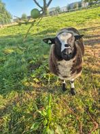 Mooie bonte dekram, Dieren en Toebehoren, Mannelijk, Schaap, 0 tot 2 jaar