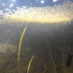 Gratis duckweed, Dieren en Toebehoren, Vissen | Aquaria en Toebehoren, Ophalen of Verzenden, Plant(en), Steen of Hout