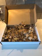 Judaspenning - 5 takjes, 40cm, Huis en Inrichting, Woonaccessoires | Droogbloemen, Ophalen of Verzenden, Nieuw