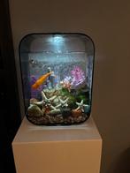 Biorb Aquarium - Compleet met vissen en toebehoren, Ophalen, Zo goed als nieuw, Gevuld zoetwateraquarium