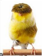 Gezocht !!! Gloster kanaries., Dieren en Toebehoren, Mannelijk, Kleurkanarie