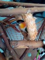 2 Caique een roestkop en zwartkop handtam vijf en zes jaar ., Dieren en Toebehoren, Meerdere dieren, Papegaai
