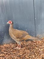 Swril zoekt een huisje! (Zilverfazant), Dieren en Toebehoren, Pluimvee, Vrouwelijk, Overige soorten