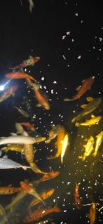 Koi en steuren te koop., Dieren en Toebehoren, Vissen | Vijvervissen, Steur