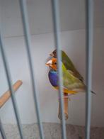 Gouldamadine oranjekop paarsborst df pastel mannen, Mannelijk, Parkiet