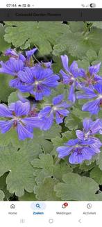 Geranium renardii phillipe vapelle, Tuin en Terras, Ophalen of Verzenden, Overige soorten, Volle zon