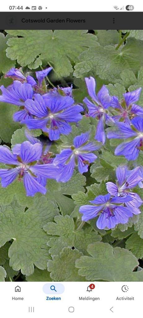 Geranium renardii phillipe vapelle, Tuin en Terras, Planten | Tuinplanten, Overige soorten, Volle zon, Ophalen of Verzenden