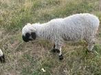 Walliser schwarnase ramlam, Dieren en Toebehoren, Schapen, Geiten en Varkens, Mannelijk, Geit