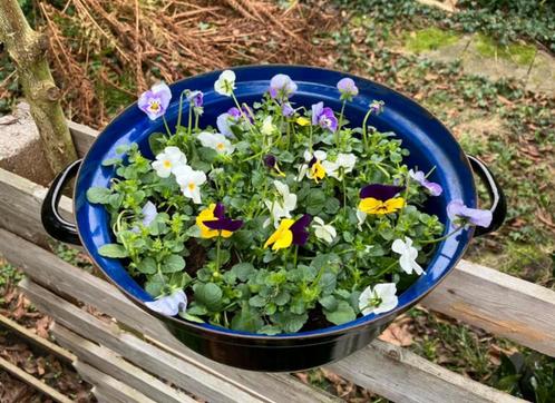 4 vintage pannen / braadpannen - leuk voor bloemen, Tuin en Terras, Bloempotten, Gebruikt, Metaal, Binnen, Balkon, Tuin, Minder dan 40 cm