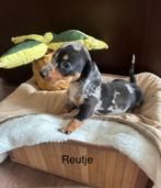 Teckel puppy's, CDV (hondenziekte), 8 tot 15 weken, Korthaar, Dwerg