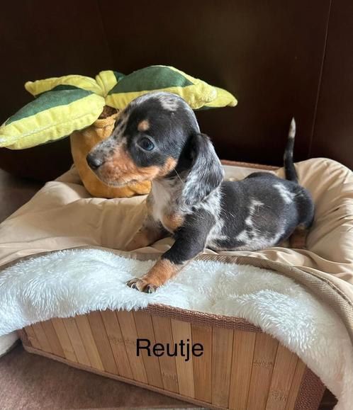 Teckel puppy's, Dieren en Toebehoren, Honden | Teckels en Dashonden, Meerdere dieren, Korthaar, Dwerg, Particulier, Meerdere, Nederland