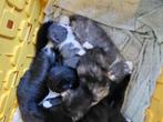 Kittens, Dieren en Toebehoren, Katten en Kittens | Overige Katten
