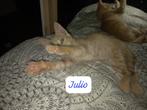 MJM Dogs Foundation: Julio, Kater, Kortharig, 0 tot 2 jaar