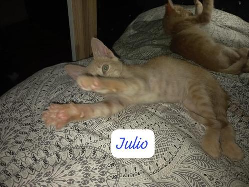 MJM Dogs Foundation: Julio, Dieren en Toebehoren, Katten en Kittens | Overige Katten, Kortharig, Kater, 0 tot 2 jaar