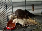 #Gratis Witte en Grijze Huisratjes, Rat, Augustus, Meerdere dieren, Tam
