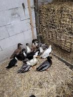 12 eenden, Dieren en Toebehoren, Pluimvee, Meerdere dieren, Eend