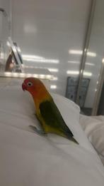 Agapornis fischers, Vrouwelijk, Dwergpapegaai of Agapornis