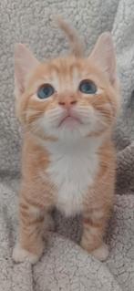 Prachtige kruizing kittens te koop super knuffelig, Meerdere dieren, Kortharig, 0 tot 2 jaar