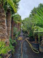 PALMBOMEN GOEDKOOPSTE VAN NEDERLAND - PALMBOOM - PALM, Tuin en Terras, Planten | Bomen, Palmboom, Verzenden