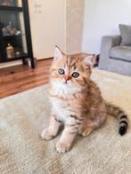 Britse Lang en korthaar kittens met stamboom, Meerdere dieren, Gechipt, 0 tot 2 jaar