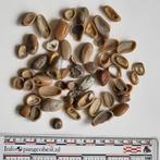 Lot fossiele vissen tanden uit Libië mioceen, Verzamelen, Mineralen en Fossielen, Ophalen of Verzenden, Fossiel