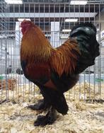 Lees beschrijving goed door brahma kriel meerzomig patrijs, Dieren en Toebehoren, Pluimvee, Meerdere dieren, Kip