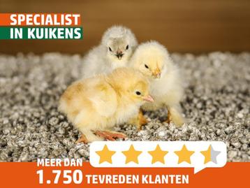 Kuikens Brahma groot columbia | Gesekst | Passend advies! | beschikbaar voor biedingen