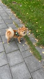 Dekreu, Dieren en Toebehoren, Honden | Poolhonden, Keeshonden en Oertypen, Parvo, Keeshond, Reu, 1 tot 2 jaar