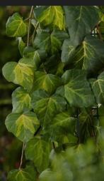 Klimop tuinplant, Ophalen, Bloeit niet, Klimplanten, Halfschaduw