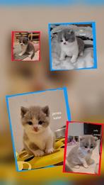 Britse korthaar kittens, Dieren en Toebehoren, Katten en Kittens | Raskatten | Korthaar, Meerdere dieren, Ontwormd, 0 tot 2 jaar