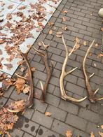 Mooie afwerpstangen /gewei hert taxidermie, Ophalen of Verzenden, Zo goed als nieuw, Hert, Gewei of Kop