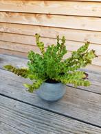 Asplenium - Vogelnestvaren met binnenpot, Ophalen