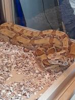 Lieve boa constrictor imperator vrouwtje 4 jaar, Slang, Tam, 3 tot 6 jaar