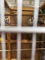 Kanarie, Dieren en Toebehoren, Vogels | Kanaries, Meerdere dieren, Zangkanarie