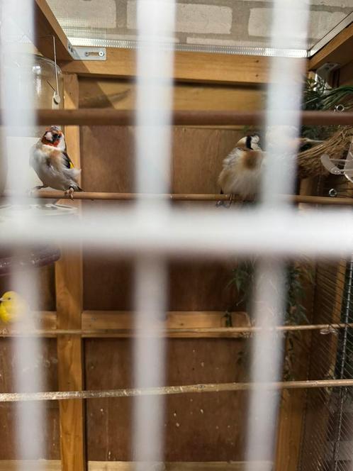Kanarie, Dieren en Toebehoren, Vogels | Kanaries, Zangkanarie, Meerdere dieren