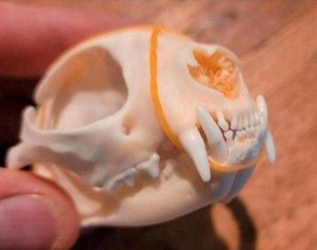 Mooie schedels van een kat / poes Taxidermie cat Skull beschikbaar voor biedingen