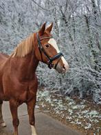 Mooie D-pony beleerd voor de wagen en onder het zadel, Ruin, Recreatiepony, Ingeënt