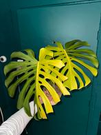 Monstera variegata, Ophalen of Verzenden, Halfschaduw, Minder dan 100 cm